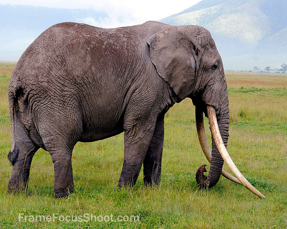 Tanzanian elephant