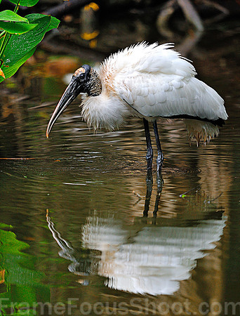 Feeding Wood Storks 4.