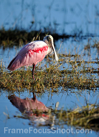 Roeseate Spoonbill.