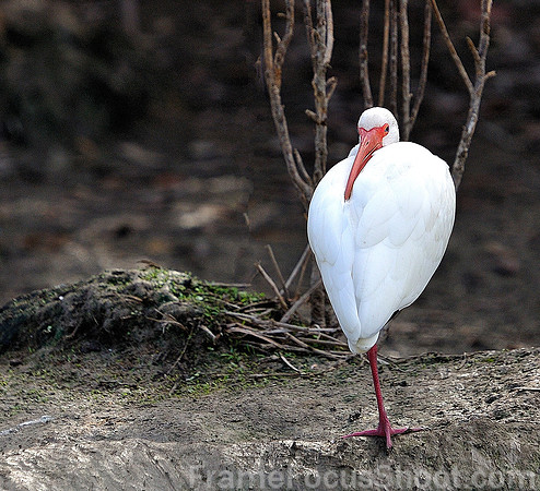Looking at you. White Ibis.
