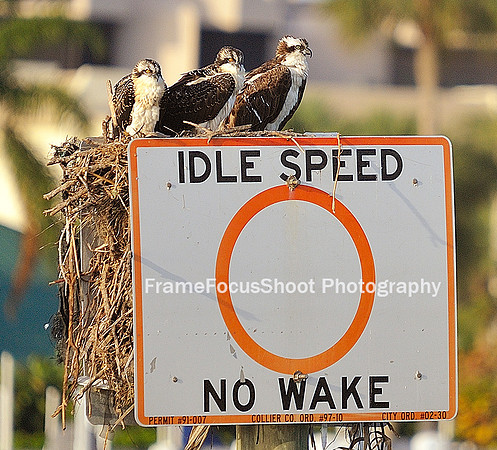 Osprey chicks.