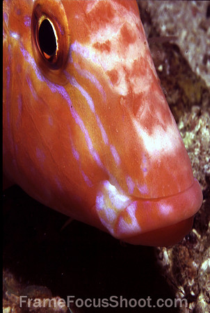 Parrot fish