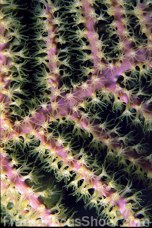 Gorgonian polyps
