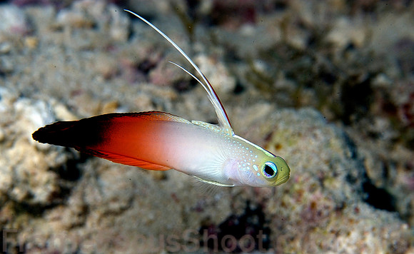 Flame dartfish 1