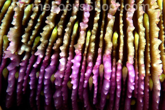 Sponge (side view)