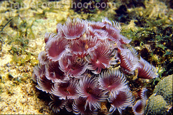 Tube worms