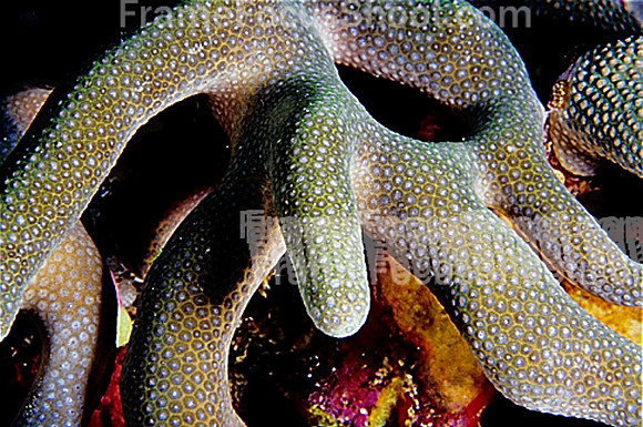 Finger coral