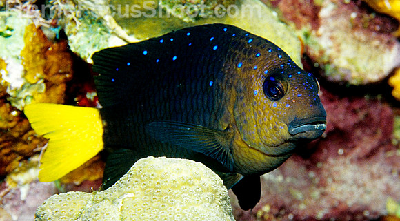 Yellow tail damselfish 1