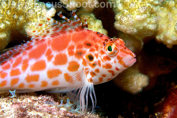 Thread fin hawkfish 1