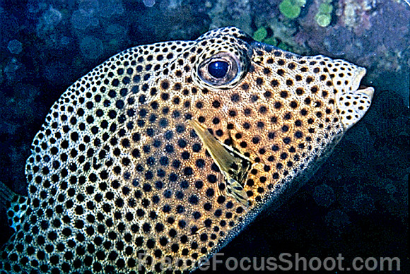 Puffer 2