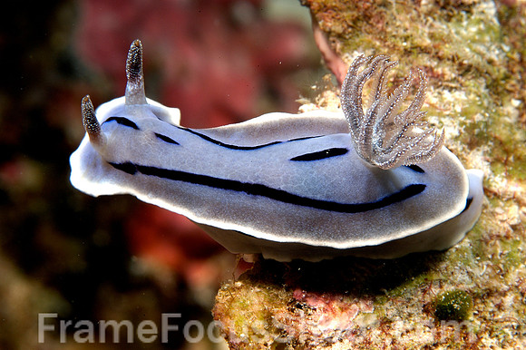 nudi unidentified