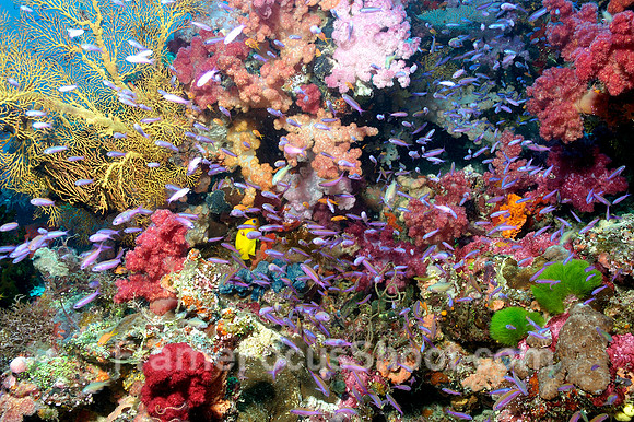 Blue Ribbon Reef 2