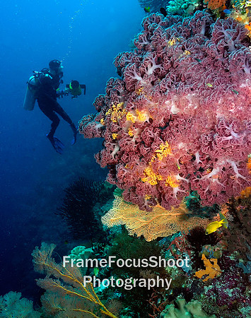 Sally on the reef. Figi.