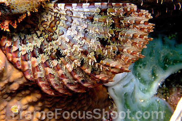 Scorpionfish fin (detail)