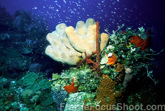 Vase coral