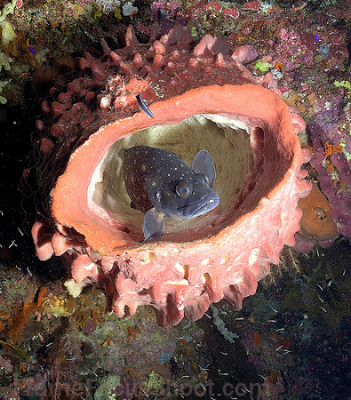 Grouper in barrel sponge 1