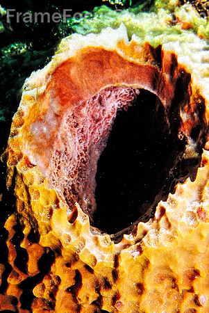 Barrel sponge detail
