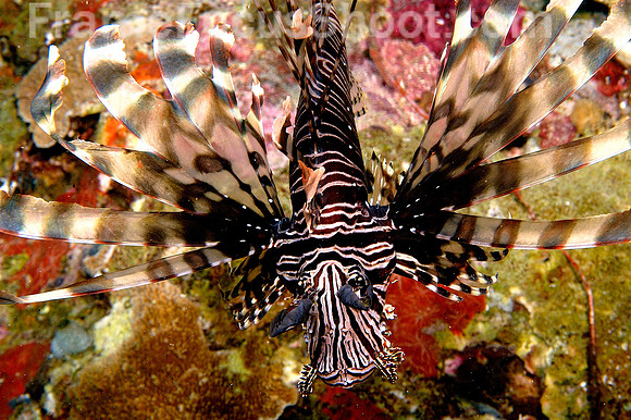 Lionfish (top view)