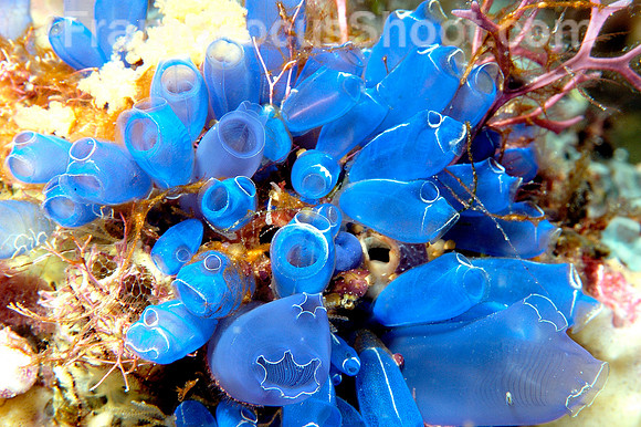 Blue tunicates