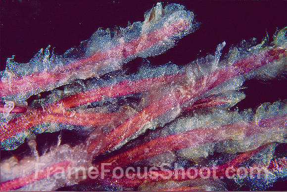 Black & red soft coral