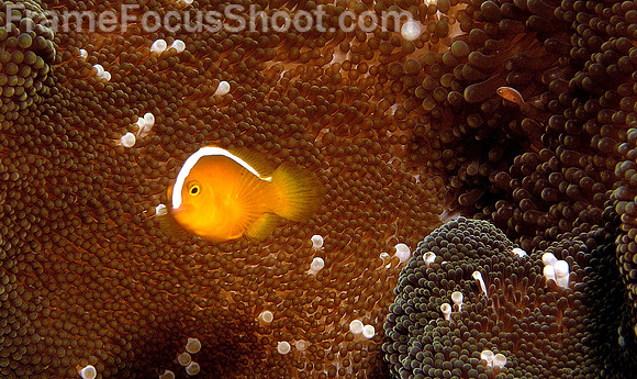 Skunk anemone fish single 1