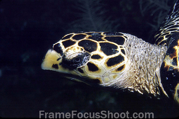 Green sea turtle