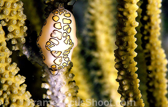 Flamingo tongue