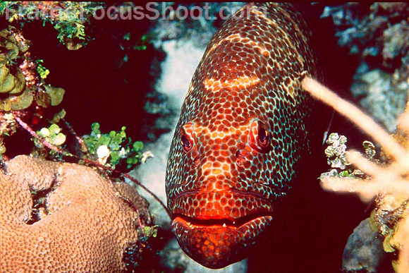 Tigergrouper 2