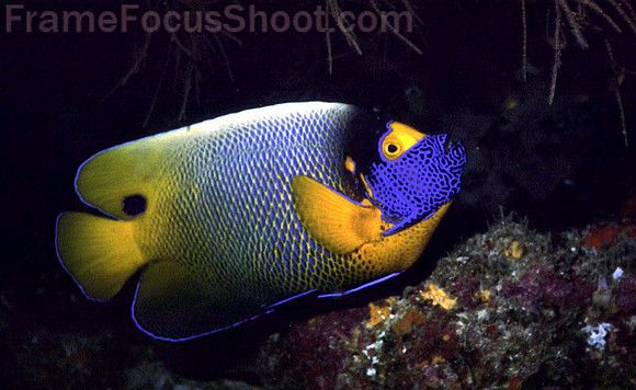 Queen angelfish#24 1