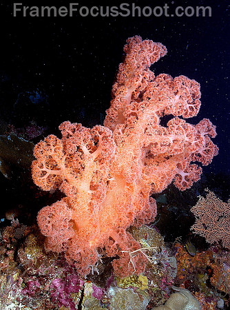 Gorgonian red coral