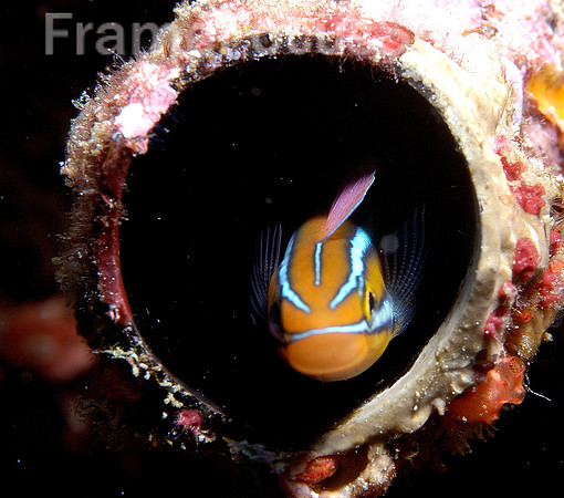 Fish in tube sponge2 1