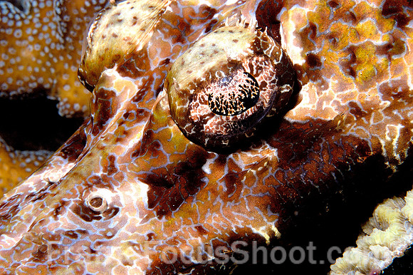 Crocodilefish eye & snout
