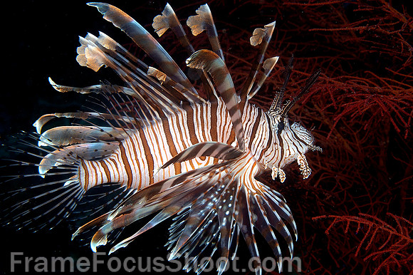 Lionfish