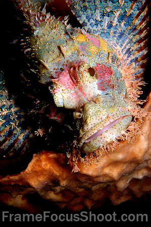 Scorpionfish on coral