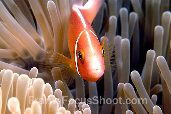 Clown fish 3