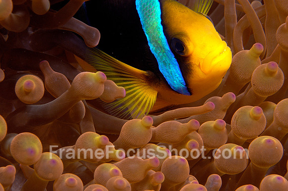Clown fish 1