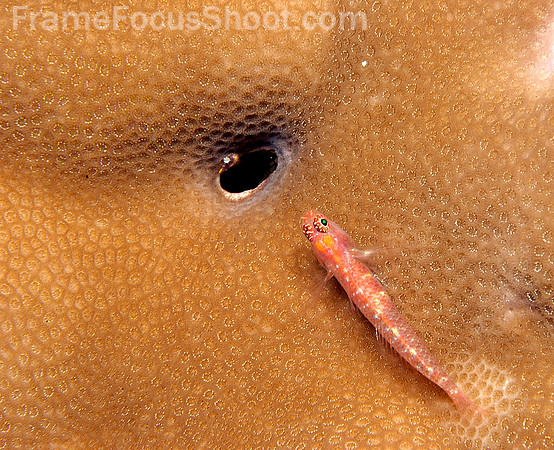Translucent goby