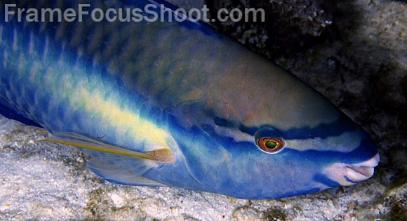 Striped parrotfish#32 1