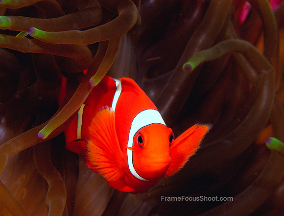 Anemone fish
