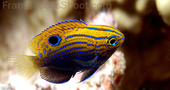 Princess damselfish 1