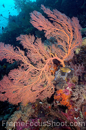 Orange fan & fish