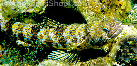 Sand diver 1