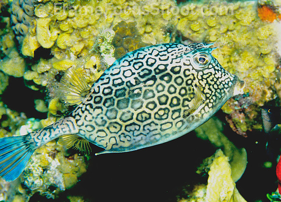 Honeycomb cowfish