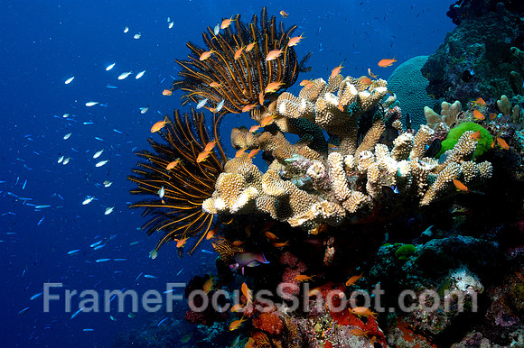 Black & yellow crinoid