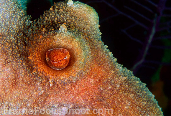 Two spot octopus