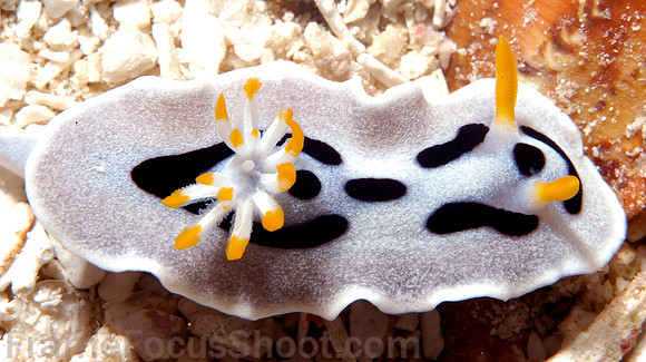Nud ichromodoriswillani 1