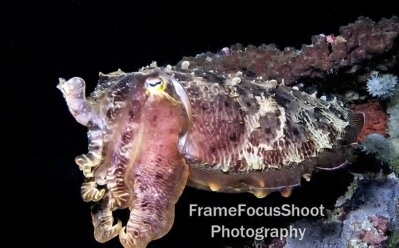 Cuttle fish, Balie