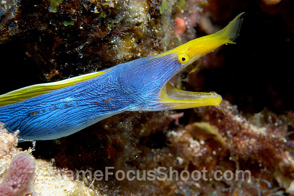 Blue ribbon eel