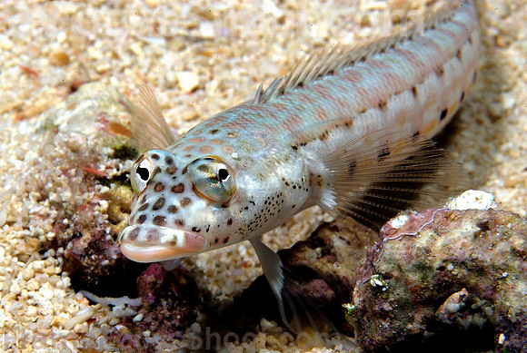 Lizardfish 1
