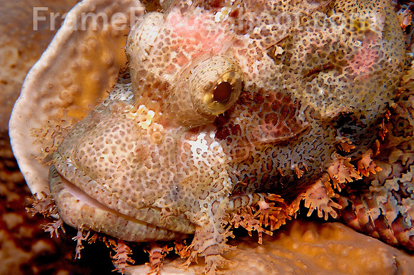 Scorpionfish 2